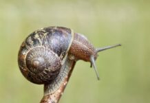 Jak wyczyścić czujnik ciśnienia paliwa?