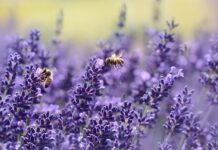Czy pszczoły przerabiają cukier na miód?